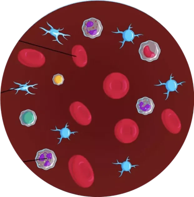anemias medical test